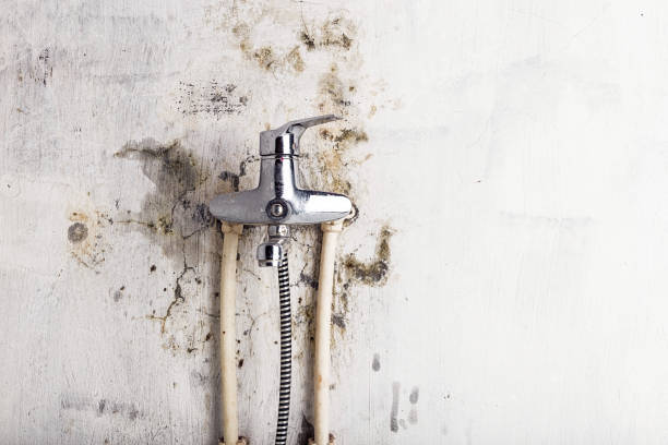 Best Residential Mold Remediation in Shiner, TX