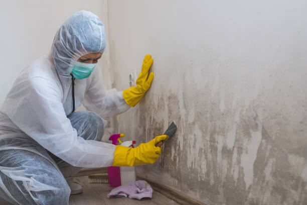 Best Residential Mold Remediation in Shiner, TX