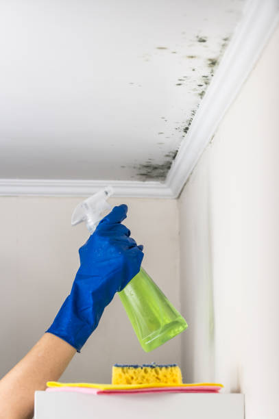 Best Emergency Mold Remediation in Shiner, TX